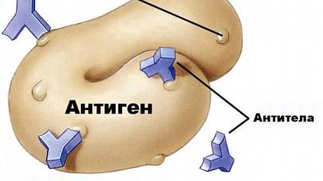 Антигены