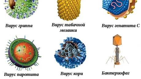 Семейства вирусов, патогенных для человека и животных